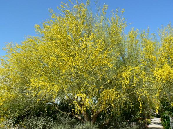 Parkinsonia florida (blue palo verde, blue paloverde, palo verde)