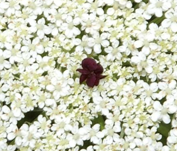 Daucus carota (Queen Anne’s lace, wild carrot, bird’s nest, bishop’s lace)