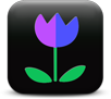 Blue/violet flower