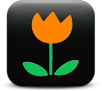 Orange flower