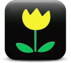 Yellow flower