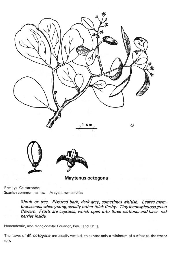 Maytenus octogona (Galápagos leatherleaf, maytenus, leatherleaf, arrayancillo, rompe ollas)