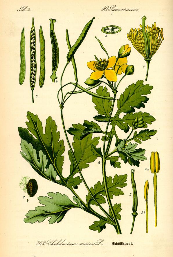 Chelidonium majus (greater celandine, celandine)