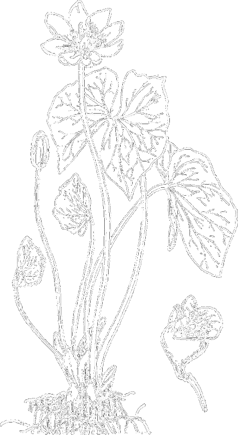 Jeffersonia diphylla (twinleaf)