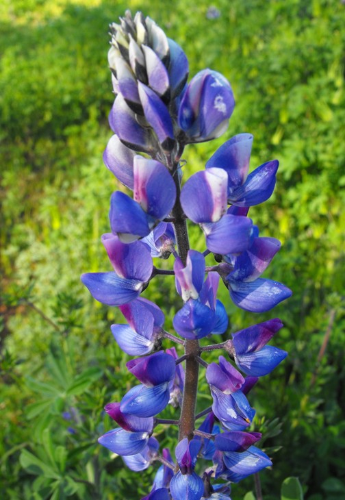 Lupinus succulentus (arroyo lupine, hollowleaf annual lupine, succulent lupine)
