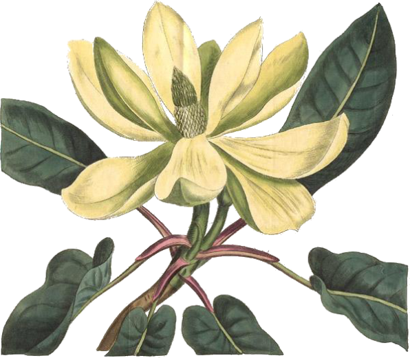Magnolia fraseri (ear-leaved umbrella tree, fraser magnolia, mountain magnolia)