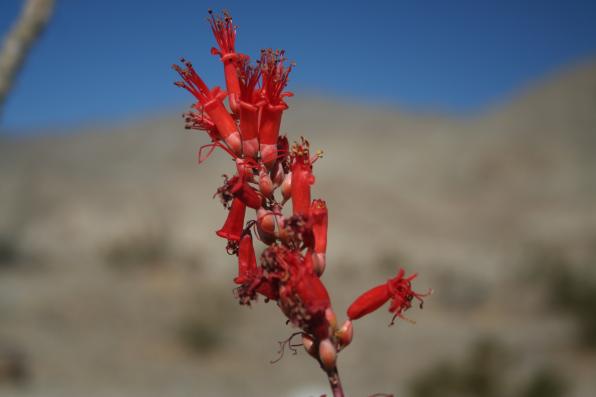 Fouquieria splendens (ocotillo, coachwhip, Jacob’s staff, vine cactus)