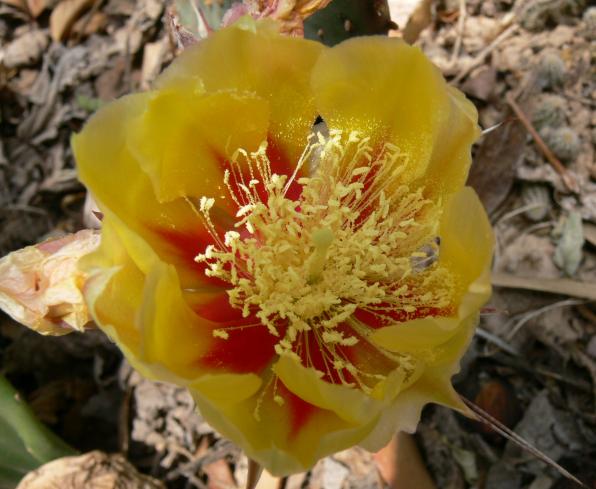 Opuntia macrocentra (long-spined prickly pear, black spine prickly pear, purple pricklypear)