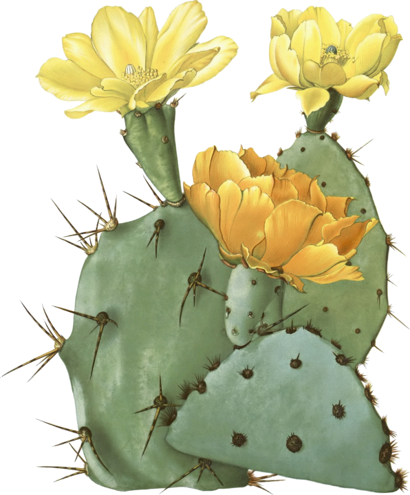 Opuntia laevis (spineless prickly pear, tulip prickly pear, tulip pricklypear)