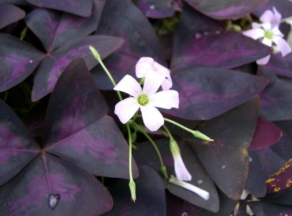 Oxalis triangularis (love plant, purple shamrock, false shamrock)