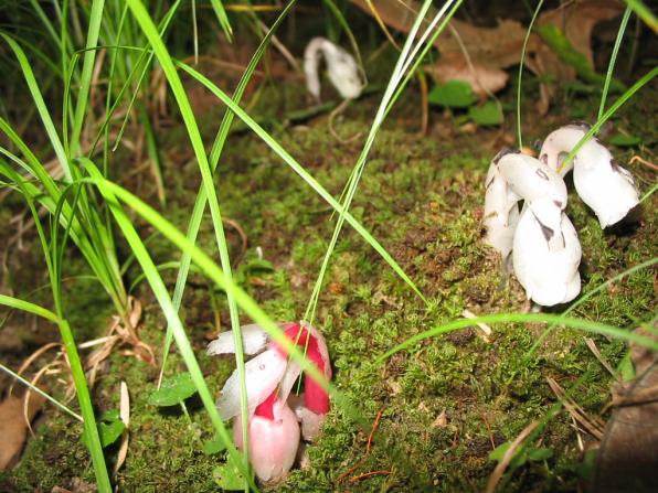 Monotropa uniflora (Indian pipes, ghost plant, corpse plant, Indian pipe, Indianpipe)