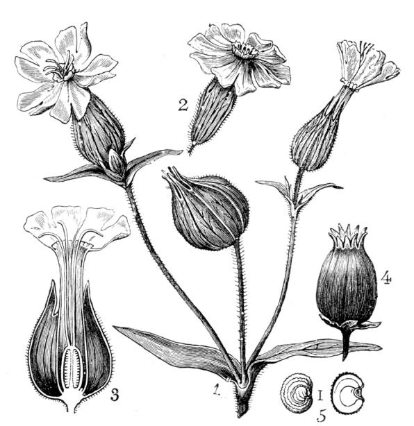 Silene latifolia (white campion, bladder campion, evening lychnis, wide-leaved bladder catchfly)