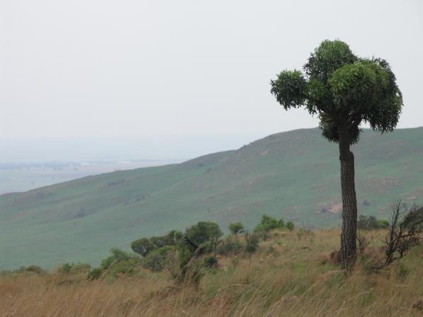 Cussonia paniculata (cabbage tree, mountain cabbage tree)