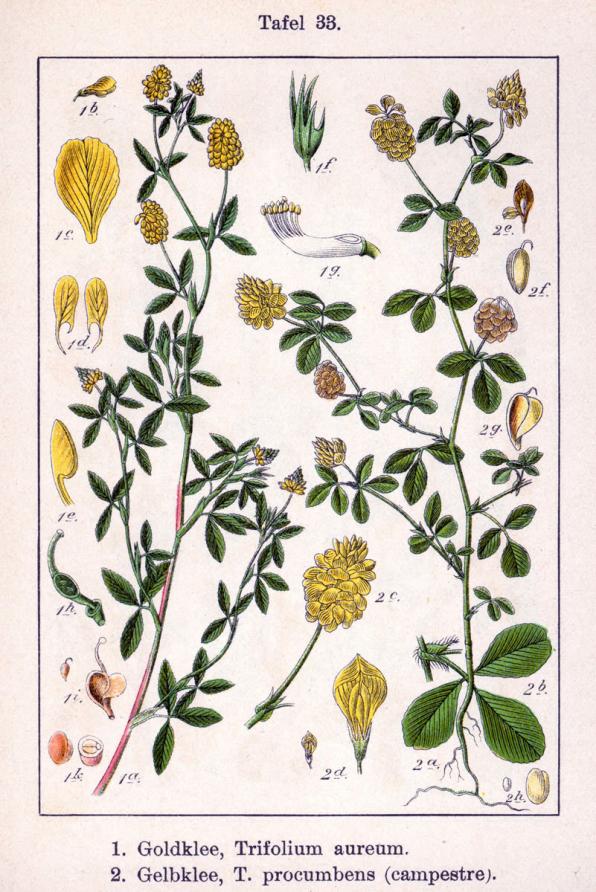 Trifolium aureum (hop clover, large hop clover, large hop trefoil, golden clover)
