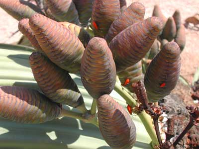 Welwitschia mirabilis (welwitschia)