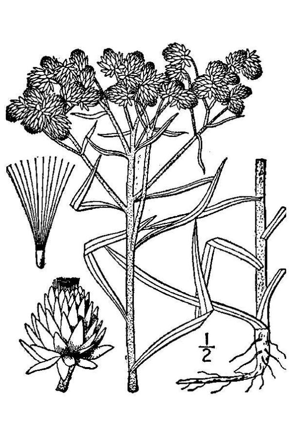 Anaphalis margaritacea (pearly everlasting, western pearly everlasting)