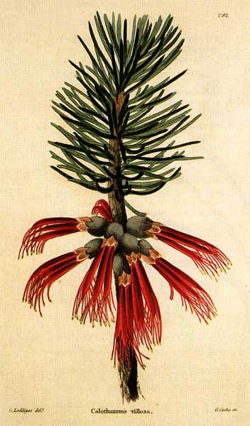 Calothamnus villosus (Silky net bush)