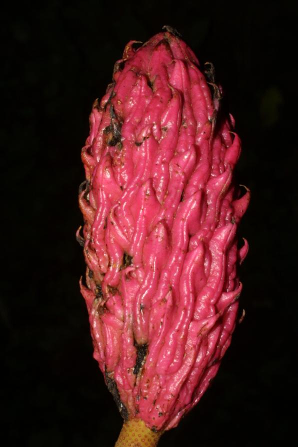 Magnolia fraseri (ear-leaved umbrella tree, fraser magnolia, mountain magnolia)