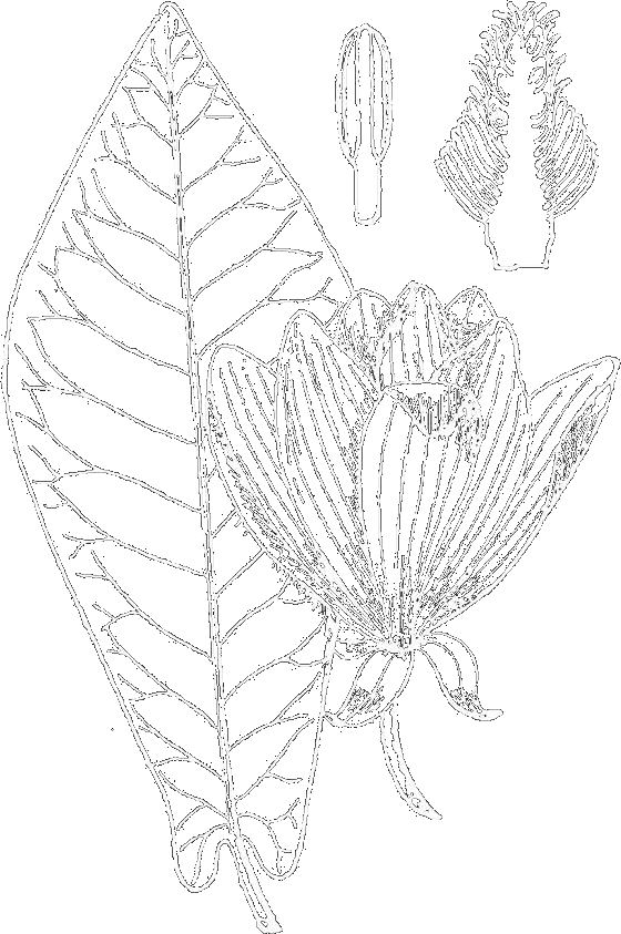 Magnolia fraseri (ear-leaved umbrella tree, fraser magnolia, mountain magnolia)