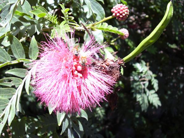 Calliandra haematocephala (red powder puff, stickpea)