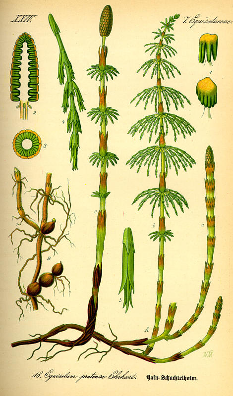 Equisetum pratense (meadow horsetail)